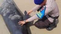 paus ditemukan mati terdampar