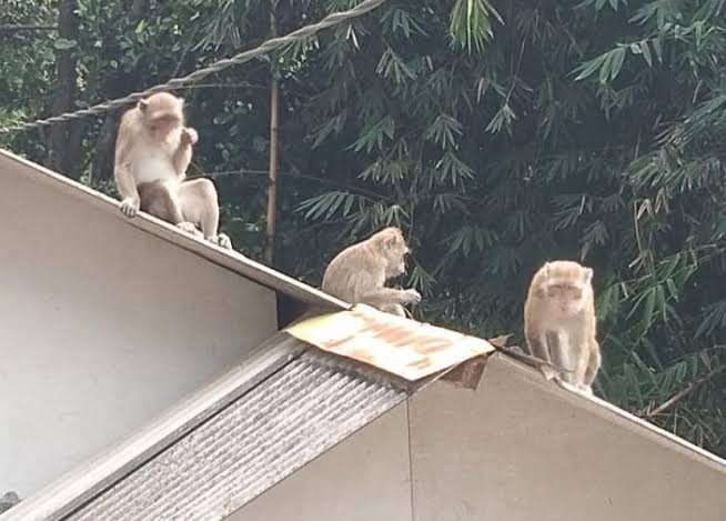 Monyet liar di pemukiman