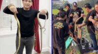 bupati-indramayu-lucky-hakim-lepas-ribuan-ular-ke-sawah Lepas ular ke sawah