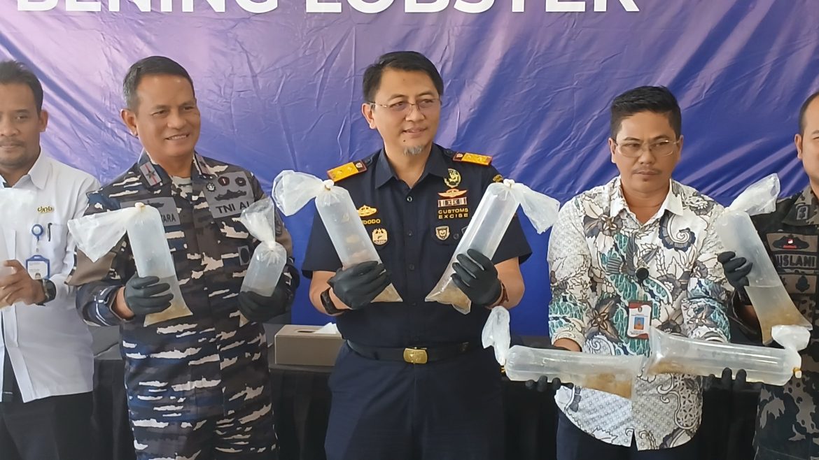 Penyelundupan Benih lobster