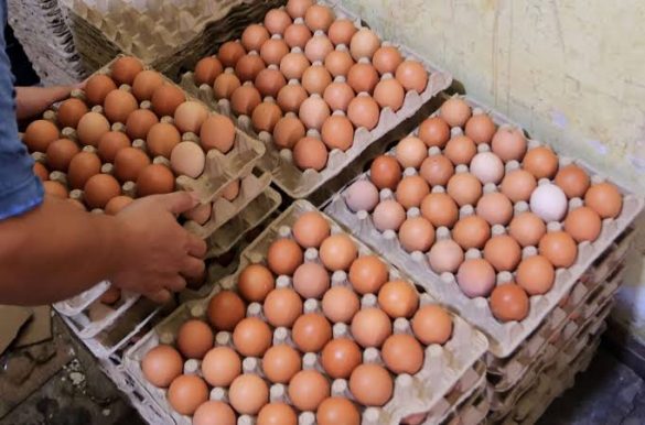 Ekspos ayam dan telur